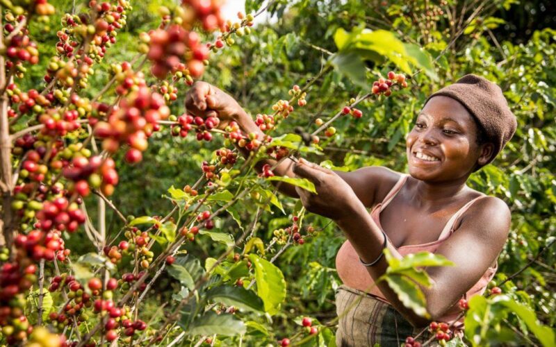 Uganda’s Coffee Exports to Turkey Soar as Embassy Intensifies Commercial Diplomacy