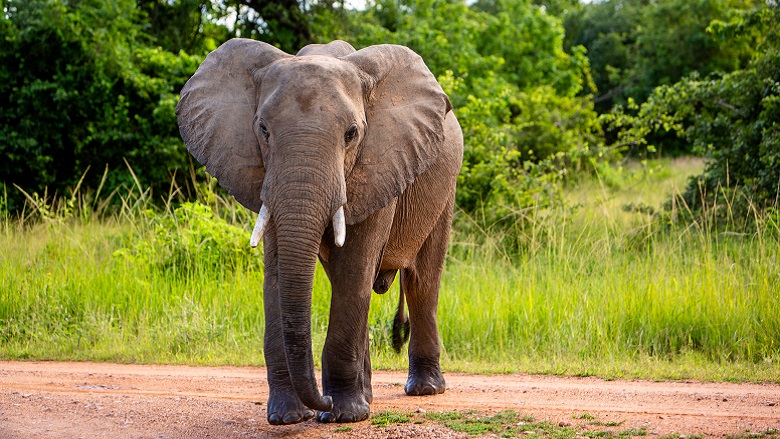 Zambia: 71 year old  blind woman killed by an elephant