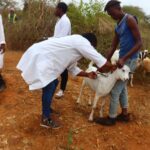 Veterinary officers diligently administering a PPR vaccine during the National PPR vaccination campaign launch held in Syokithumbi Village, Kitui