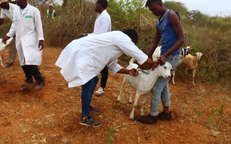 Veterinary officers diligently administering a PPR vaccine during the National PPR vaccination campaign launch held in Syokithumbi Village, Kitui