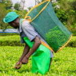 KTDA Clarifies Misreporting on Alleged Unsold Tea Stocks