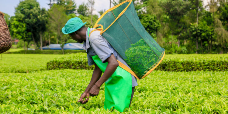 Kagwe Tea Farmers End Boycott After Earnings Increase