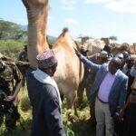 Prof. Kithure Kindiki (in a blue checked coat) during a recent visit to Isiolo to receive stolen camels which were recovered by security officers.