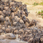 Wildebeest Migration