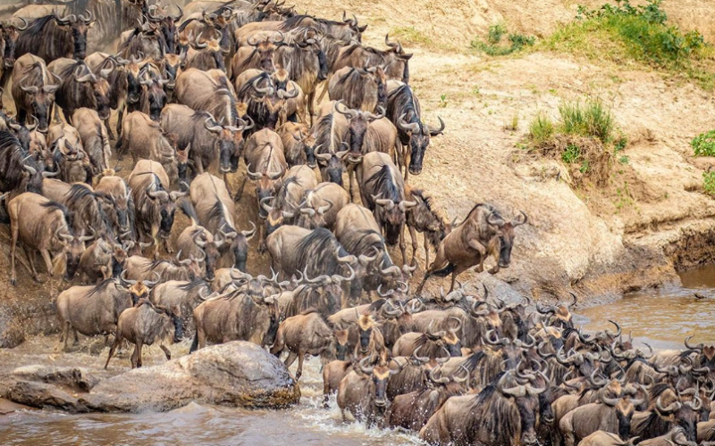 Maasai Mara Hotels Achieve 95% Occupancy Ahead of Wildebeest Migration Peak Season