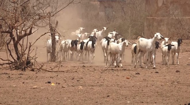 Two herders sustain gun shot after attack in Ijara