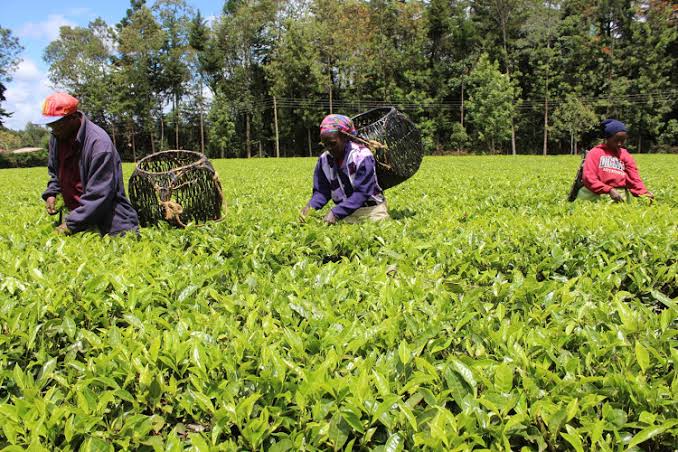 Fertilizer Shipment for Smallholder Tea Farmers Arriving in Kenya Ahead of Short Rains