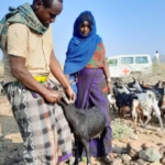 livestock in Ethiopia