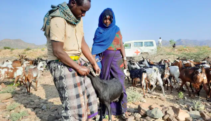 Ethiopia: Almost 1.5 million livestock vaccinated to support livelihoods of pastoralists affected by legacy of armed conflict