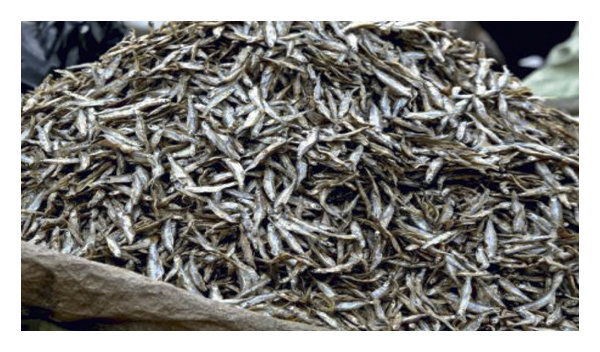 Sardine Shortage Hits Homa Bay Fish Market as Ugandan-Kenyan Clashes Disrupt Supply