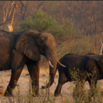 Elephants in Zimbabwe