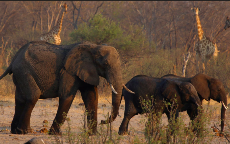 Zimbabwe to Cull 200 Elephants Amid Drought and Overpopulation Crisis