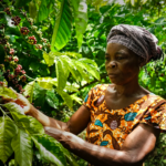 coffee in Ghana