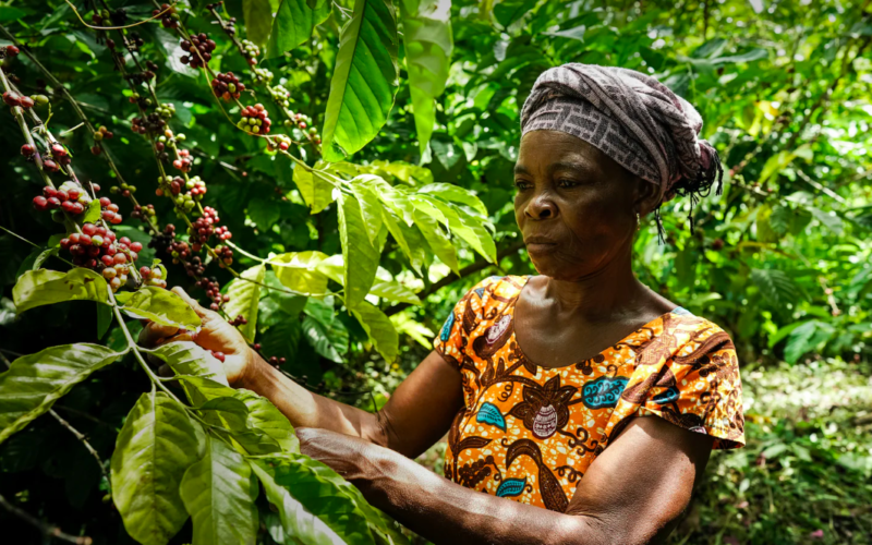 International Trade Centre Backs Coffee Revival in Ghana, Asili Coffee Leads Efforts